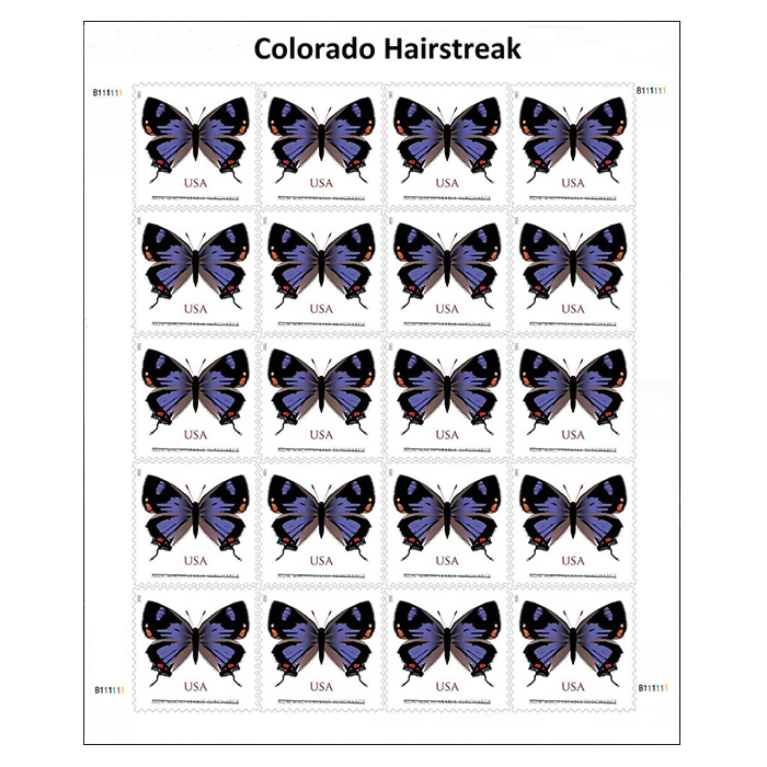 Colorado Hairstreak  2021
